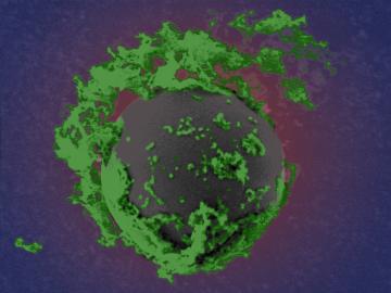 Researchers found that moderate levels of ash — sometimes found as spheres in biomass — do not significantly affect the mechanical properties of biocomposites made up of corn stover, switchgrass and PLA thermoplastic. Credit: Andy Sproles/ORNL, U.S. Dept. of Energy