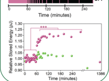 Long-term potentiation in phospholipid membranes