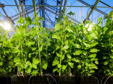 Hybrid poplar trees such as these shown in an ORNL greenhouse were engineered with the REVEILLE1 gene to delay dormancy and produce more biomass. The research was led by the Center for Bioenergy Innovation at ORNL with the Joint Genome Institute, Brookhaven National Laboratory, the HudsonAlpha Institute for Biotechnology, the University of Connecticut and other partners. Credit: Genevieve Martin/ORNL, U.S. Dept. of Energy