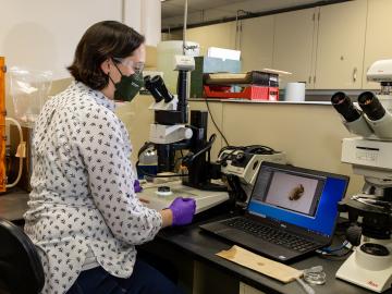 Louise Stephenson works with a microscope.