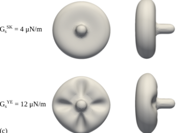 Visualization of the aspirated RBC shape.