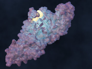 Oak Ridge National Laboratory led a team of scientists to design a molecule that disrupts the infection mechanism of the SARS-CoV-2 coronavirus and could be used to develop new treatments for COVID-19 and future virus outbreaks. Credit: Michelle Lehman/ORNL, U.S. Dept. of Energy