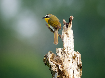 The yellow breasted chat is one of more than 200 bird species found on the Oak Ridge Reservation. Credit: Lee Smalley