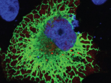 ORNL scientists mutated amino acids in a receptor protein, shown in green, which diminished interaction with the SARS-CoV-2 virus spike protein, shown in red. Mutating the receptor protein hampered the virus’s ability to infect host cells. Credit: ORNL, U.S. Dept. of Energy