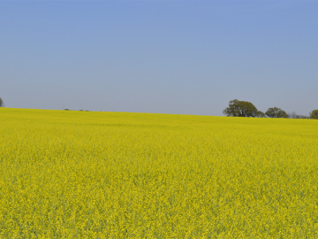 Carinata, pictured in full bloom at a producer’s field in Georgia, is a winter cover crop of interest as a feedstock for sustainable aviation fuel. Credit: Southeast Partnership for Advanced Renewables from Carinata