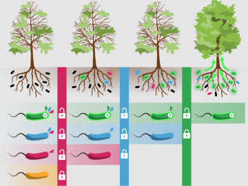 Microbes invade an ecosystem with different keys to success