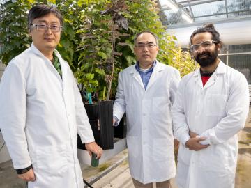 ORNL researchers, from left, Yang Liu, Xiaohan Yang and Torik Islam, collaborated on the development of a new capability to insert multiple genes simultaneously for fast, efficient transformation of plants into better bioenergy feedstocks. Credit: Genevieve Martin/ORNL, U.S. Dept. of Energy