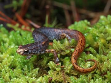 Adult four-toed salamander