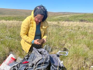 ORNL’s Fernanda Santos examines a soil sample at an NGEE Arctic field site in the Alaskan tundra in June 2022. Credit: Amy Breen, University of Alaska Fairbanks.