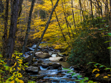 stream runs through a forest 