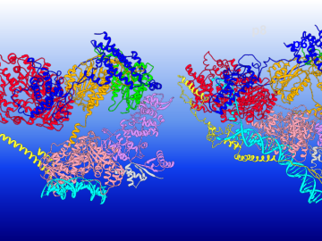 This illustration shows how the TFIIH protein complex changes its structure to execute different functions. The TFIIH subunits are colored as follows: XPD red, p62 blue, p44 orange, p34 green, p52 purple, p8 light grey, XPB pink; MAT1 and XPA are shown in yellow, and DNA is cyan. Credit: Chunli Yan/Georgia State University