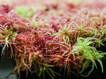 red and green sphagnum moss