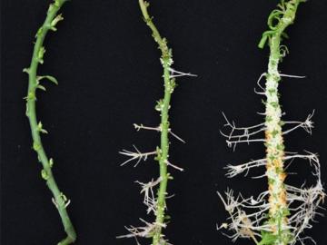 Two hybrid poplar plants, middle and right, engineered with the PtrXB38 hub gene exhibited a drastic increase in root and callus formation compared with a wild-type control plant, left. Credit: Tao Yao/ORNL, U.S. Dept. of Energy