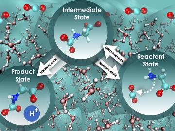 (Right to left) Carbon capture by aqueous glycine: the amino acid’s attack on carbon dioxide (reactant state) is strongly influenced by the water dynamics, leading to a slow transition to an intermediate state. In the next step, due to reduced nonequilibrium solvent effects, a proton is rapidly released leading to the product state. Credit: Santanu Roy/ORNL, U.S. Dept. of Energy