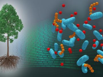 DOE national laboratory scientists led by Oak Ridge National Laboratory have developed the first tree dataset of its kind, bridging molecular information about the poplar tree microbiome to ecosystem-level processes. Credit: Andy Sproles, ORNL/U.S. Dept. of Energy