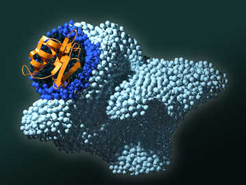 ORNL scientists identified four amino acids key to signaling pathways in the PAN protein domain. Mutating any of those disrupted the signal that tells cancer cells to multiply. Credit: Andy Sproles/ORNL, U.S. Dept. of Energy