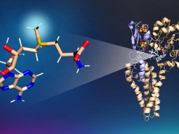 Pictured here is the The S-adenosylmethionine molecule