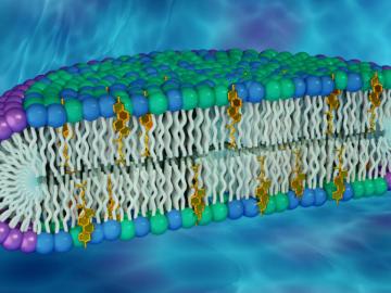 A new artificial membrane helps researchers understand proteins in human cell membranes. The membrane rim is made of a detergent (purple), with a center made of lipid molecules found in biological membranes (green and blue), including cholesterol (gold).