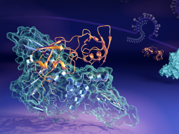 Illustration of the SARS-CoV-2 PLpro protein (blue structure) bound to the human ISG15 protein (orange ribbons), highlighting their interaction. 