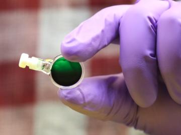 a purple gloved hand holding a small vial of green cyanobacteria.