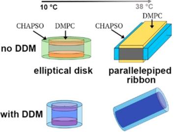 Addition of DDM (bottom) changes the geometry of DMPC/CHAPSO lipid assemblies.