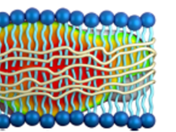 Cartoon of DIBMA lipid nanodisc
