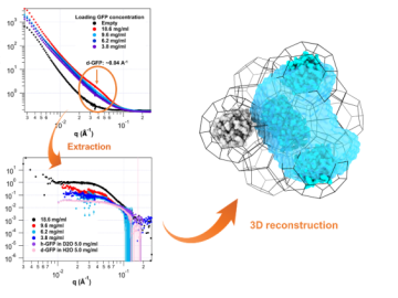 SANS profiles of deuterated green fluorescent protein (d-GFP) encapsulated in MOF as a function of protein concentration.