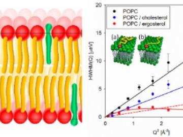 Schematic distribution of ergosterol (green) in a POPC membrane (left), dynamics of the lateral lipid diffusivity. 