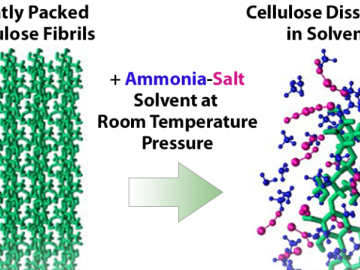 Diagram illustrating the dissolution process of cellulose fibrils. On the left, tightly packed cellulose fibrils are shown as green chains, labeled 'Tightly Packed Cellulose Fibrils.' In the center, an arrow points to the right, with text reading '+ Ammonia-Salt Solvent at Room Temperature Pressure.' On the right, the dissolved cellulose structure is depicted as colorful molecular chains, labeled 'Cellulose Dissolved in Solvent.