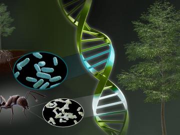 A graphical representation about a gene in a poplar tree. There is a close up of a tree to the right and the far left-top corner. There is a strand of DNA going down the middle of the image with an ant and two small circles showing the organisms inside the DNA
