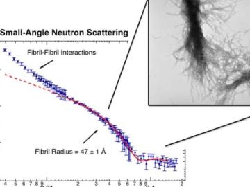 Chart showing fibril radius of Huntington's Disease protein