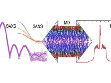 Lipid area constrained MD simulations provided SAXS and SANS form-factors and NMR lineshapes in agreement with experiments. In contrast, unconstrained MD simulations provided poor agreement.