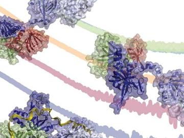 Illustration of the change in architecture of the essential eukaryotic ssDNA binding protein RPA as it engages progressively longer segments of ssDNA.