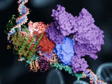 Different groups of proteins shown in different colors combine and attach to a broken strand of DNA. 