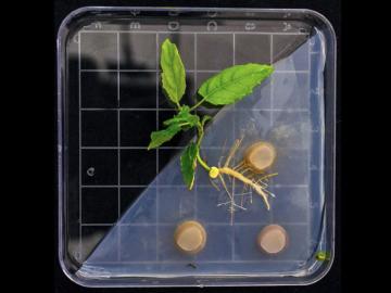 A three-leaf plant microbe on a grid slide with three gold circles to the bottom left