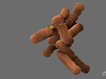 ORNL_mouth_microbes ORNL_mouth_microbes