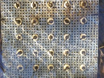 Over time, algae biofilms accumulated on glass washers affixed to a plastic pegboard submerged in East Fork Poplar Creek in Oak Ridge, Tenn. ORNL researchers further analyzed the samples in the laboratory to determine the production of methylmercury. Over time, algae biofilms accumulated on glass washers affixed to a plastic pegboard submerged in East Fork Poplar Creek in Oak Ridge, Tenn. ORNL researchers further analyzed the samples in the laboratory to determine the production of methylmercury.