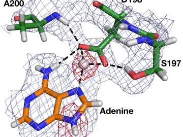 A nuclear density map of the bacterial enzyme HpMTAN’s active site reveals the locations of the hydrogen atoms, including the unexpected observation of a hydrogen ion positioned midway between adenine and D198 residue. A nuclear density map of the bacterial enzyme HpMTAN’s active site reveals the locations of the hydrogen atoms, including the unexpected observation of a hydrogen ion positioned midway between adenine and D198 residue.