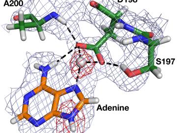 A nuclear density map of the bacterial enzyme HpMTAN’s active site reveals the locations of the hydrogen atoms, including the unexpected observation of a hydrogen ion positioned midway between adenine and D198 residue. 