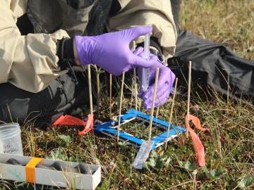 Root traits and nutrient competition approach explain NGEE-Arctic observations