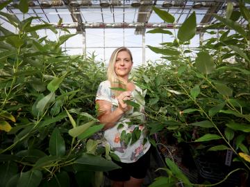 Mindy Clark with a crop of more than 5,000 Populus plants in an ORNL greenhouse.