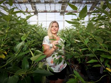 Mindy Clark with a crop of more than 5,000 Populus plants in an ORNL greenhouse. Mindy Clark with a crop of more than 5,000 Populus plants in an ORNL greenhouse.