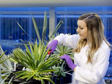 ORNL_agave_greenhouse