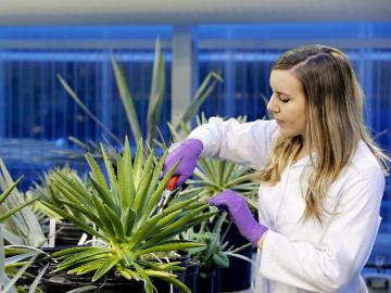 ORNL_agave_greenhouse