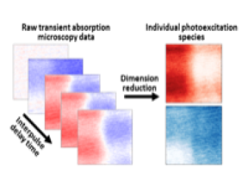 Multidimensional transient absorption microscopy data shows regions with either excitons (red) or free charge carriers (blue), but the majority of the image contains a mixture. Isolating the signatures of these distinct photoexcitations enables quantitati