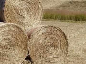 Switchgrass bales