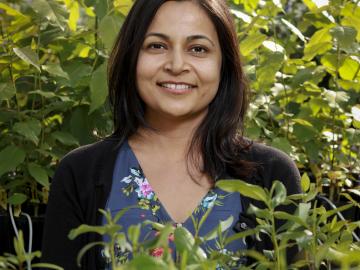 ORNL’s Udaya Kalluri brings lab resources together for studies of plants. ORNL’s Udaya Kalluri brings lab resources together for studies of plants.