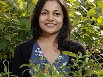 ORNL’s Udaya Kalluri brings lab resources together for studies of plants.