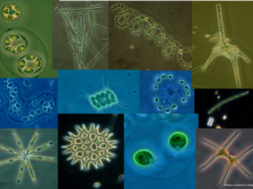 Productivity increases in algal communities when species exhibit complementary traits. Collage by Val Smith.