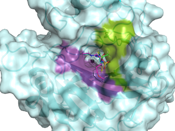 The hCA II active site is flanked by hydrophilic (violet) and hydrophobic (green) binding pockets that can be used to design specific drugs targeting cancer-associated hCAs. Five clinical drugs are shown superimposed in the hCA II active site